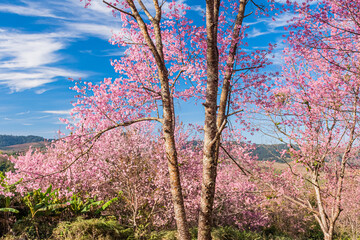 Obraz na płótnie Canvas landscape of Beautiful Wild Himalayan Cherry Blooming pink Prunus cerasoides flowers at Phu Lom Lo Loei and Phitsanulok of Thailand