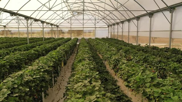 Organic strawberry plant growing in greenhouse. Strawberries Organic agriculture in greenhouses. Izmir, Turkey