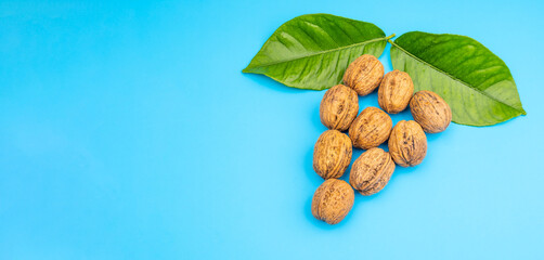Pecan walnuts in the shape of a tree fruit with green leaves on a blue background