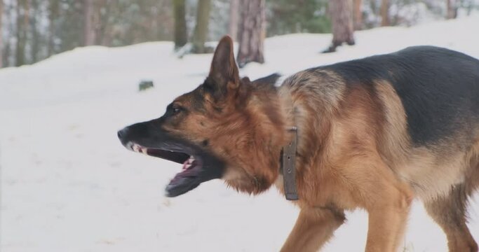 Purebred dog barks at stick lying in snow. Forest, winter, cold. German Shepherd complains about the stick.