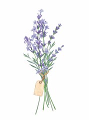 Bouquet of lavender with vintage label, painted in watercolor on a white background. Floral watercolor illustration. Ideal for creating invitations, greeting and wedding cards. Clipart in Provence