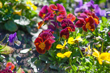 Colorful pansy flower background. Multicolored spring flowers in the garden. Closeup pansy blurred selective focus. Mixed color pansies plant. Viola cornuta in vibrant violet and yellow purple pansies