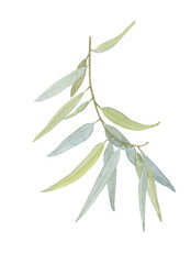 Eucalyptus twig with green leaves watercolor illustration. Realistic image of a medicinal tree on an isolated background.