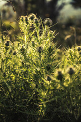 A view of wild Sage Green Thistles in a park