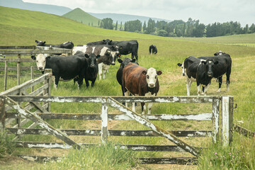 Herd of dairy cattle grazing on a farmland in New Zealand