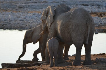 An elephant family is drinking water at a waterhole