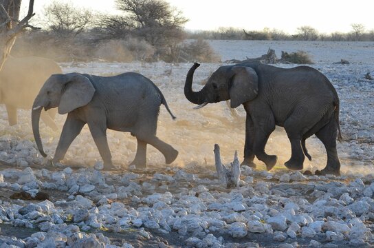 Sexually aroused elephant is follwing his girlfriend