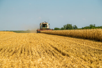 Obraz premium Combine harvester in action on wheat field. Harvesting is the process of gathering a ripe crop from the fields.