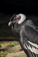 Fototapeta premium The Andean Condor Portrait