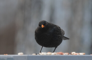 black bird with a yellow beak eats nuts, common blackbird