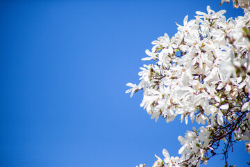 White magnolia and blue sky in spring. Floral background. Flowering trees. Nature. Copy space....
