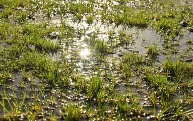 Green grass under a puddle water.Rainy summer or spring.Puddle of water in the grass.