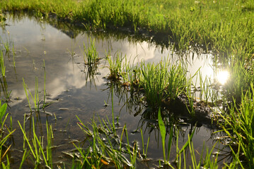 Obraz premium Green grass under a puddle water.Rainy summer or spring.Puddle of water in the grass.