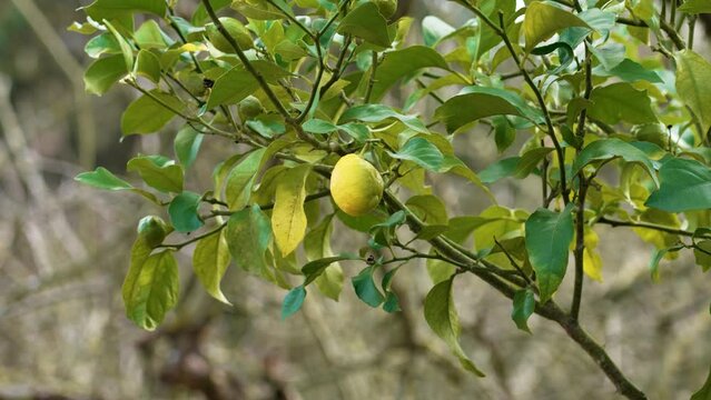 Uncultivated wild lemon tree with a single fruit on the branch