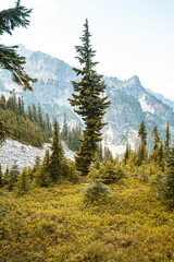Tree Growing In An Alpine Meadow With Dramatic Backdrop