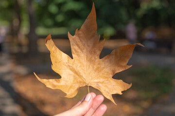 Autumn dry maple leaf in the hands of a woman. Autumn season, wa