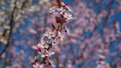 SPRING - Blooming fruit tree in rays of the sun