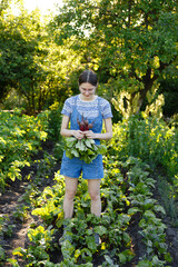 young woman harvests fresh red beets that she has grown on her farm