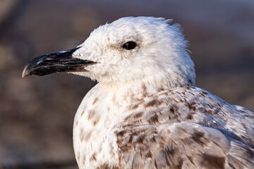 Close-up portrait of a seagull in profile from the Baltic Sea.
