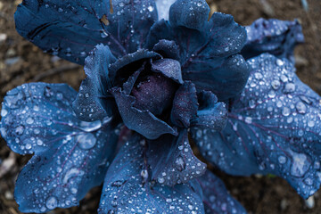 Beautiful decorative cabbage leaves in the garden
