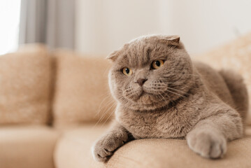 Funny short haired domestic British cat indoor at home. Kitten resting and relax on sofa. Pet care and animals concept
