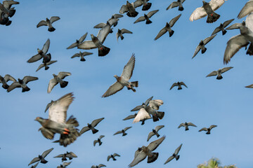 Pigeons flying together with blue skies at the beach