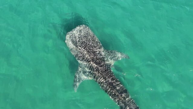 Whale Shark swimming right beneath the waves in summer