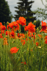 Red poppy flowers in a wild field. Vivid Poppies meadow in spring. Beautiful summer day. Beautiful red poppy flowers on green fleecy stems grow in the field. Scarlet poppy flowers in the sunset light
