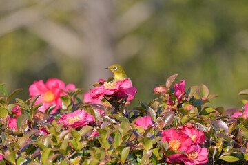 サザンカのブッシュから顔を出したメジロ