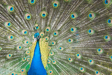 Obraz premium Peacock with beautiful expanded feathers