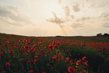 Red poppy flowers in a wild field. Vivid Poppies meadow in spring. Beautiful summer day. Beautiful red poppy flowers on green fleecy stems grow in the field. Scarlet poppy flowers in the sunset light.