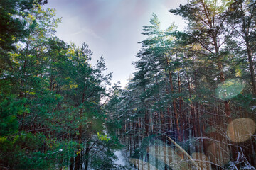 Obraz premium Drone aerial shot of green pine forests and spring birch groves with beautiful texture of golden treetops. Sunrise in springtime. Sun rays breaking through trees in mountains in golden time