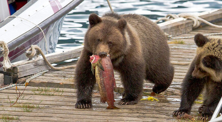 brown bear cub © SM