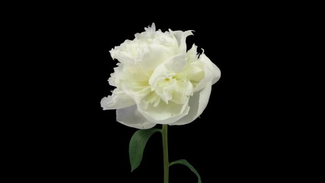Time lapse of dying white Peony (Paeonia) flower in RGB + ALPHA matte format isolated on black background
