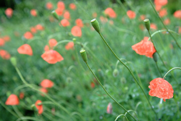 a field of poppies