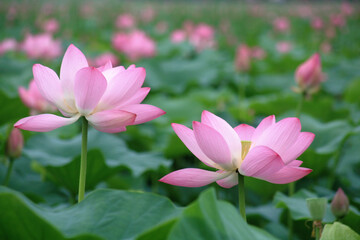 Obraz premium beautiful lotus flowers