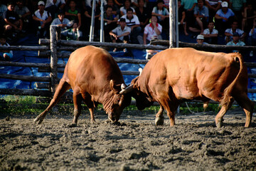 a bullfight contest