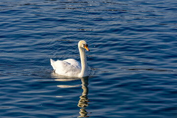 White mute swan swimming on Lake Zürich at City of Zürich on a sunny summer day. Photo taken February 9th, 2023, Zurich, Switzerland.