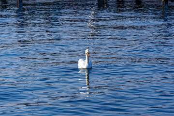 White mute swan swimming on Lake Zürich at City of Zürich on a sunny summer day. Photo taken...
