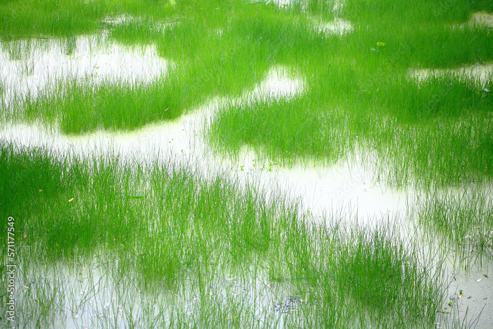 Poster wetland