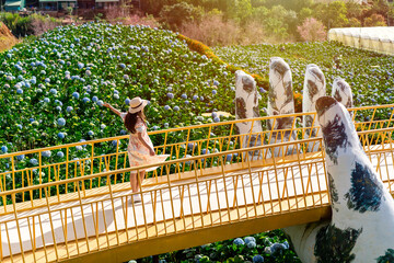 Young woman traveler enjoying with blooming hydrangeas garden in Dalat, Vietnam, Travel lifestyle...
