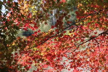 木漏れ日と紅葉