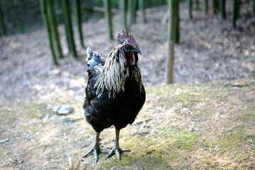 rooster on the farm