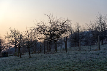 Orchard with meadow and garden with colorful sky on a beautiful winter morning at City of Zürich...