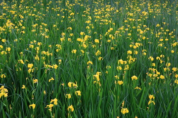 yellow flower bed