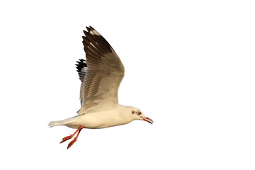 Beautiful seagull flying isolated on transparent background png file	

