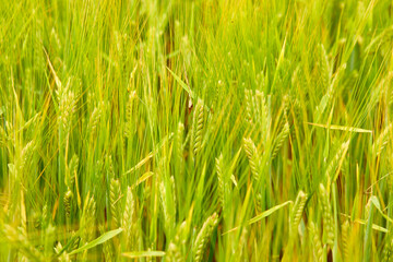 green wheat field on the farm field