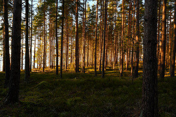 sunset light through pine forest with blueberry rice