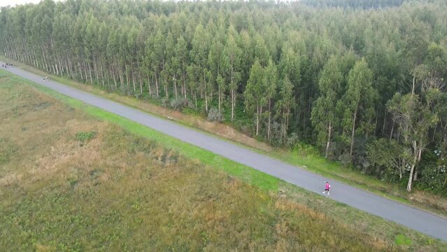 Aerial view of a group of pilgrims walking towards Santiago de Compostela through a straight road with a background of eucalyptus forest. The Way of St. James