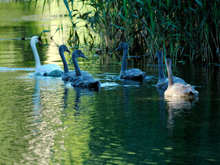 Rodzina Łabędzi niemych (Cygnus olor) w porannym letnim świetle na rzece © JDziedzic